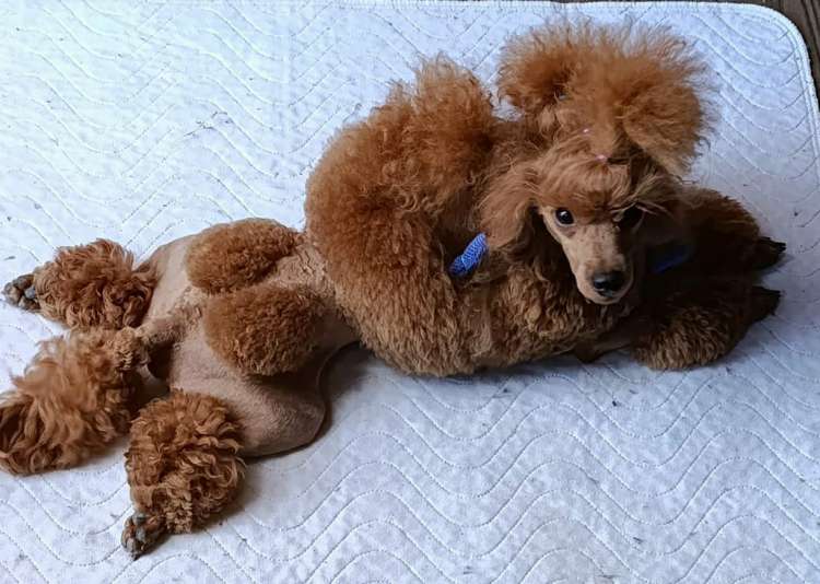 Caniche. Ch. Semerline On Fire.