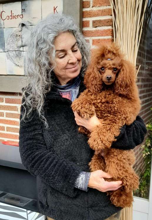 Caniche. Fleece Gold Chris.