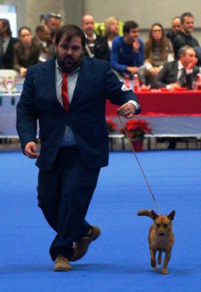 Podenco Portugués.  Ch. Kalixta Biankitos de Vale do Cruz.