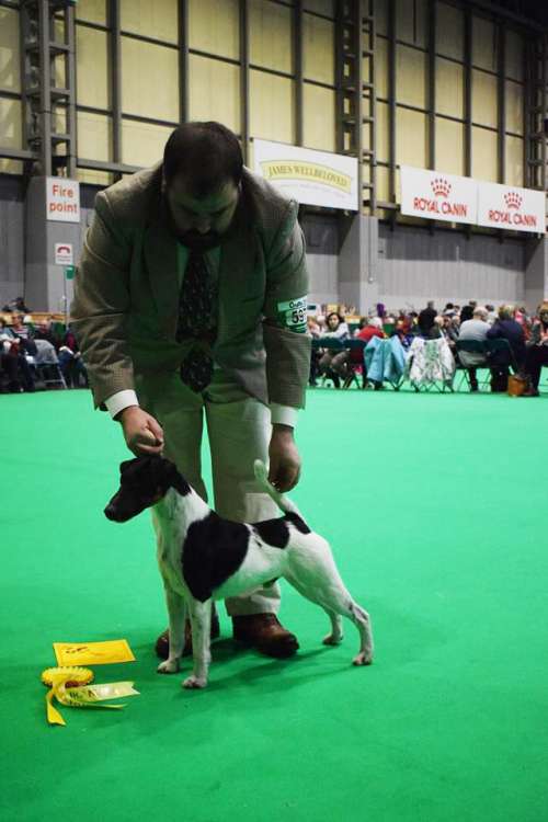 Roberto en Cruft s 2018.