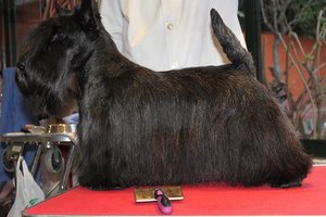 Jerrymor Norma At Treysas. Scottish Terrier. Jerrymor Norma.