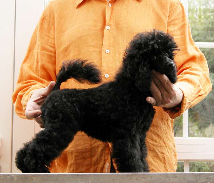 Caniche. Camada 3N. La Cadiera Negra Flor. 3 meses y medio.