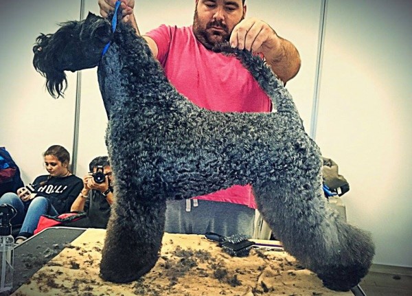 Kerry Blue Terrier. Ch. Bluemont Analivia Purabella at La Cadiera. Exc. 2 Champion Class..