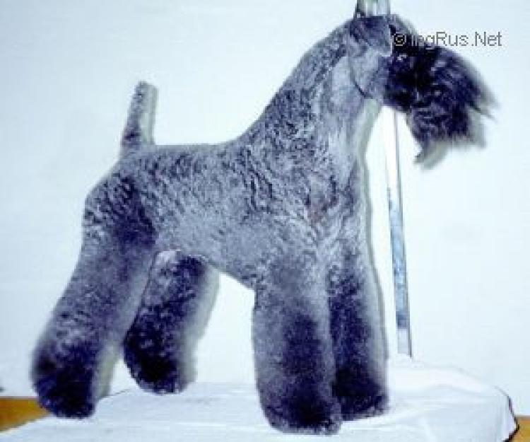 Kerry Blue Terrier. Bubsy Blue Beauty. Kerry Blue Terrier. Bubsy Blue Beauty.