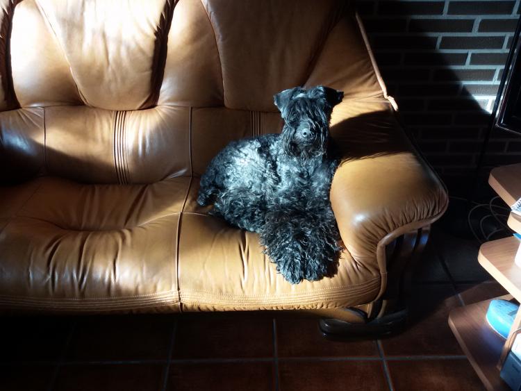 Kerry Blue Terrier.  Ch. Leto Atreides de La Cadiera.