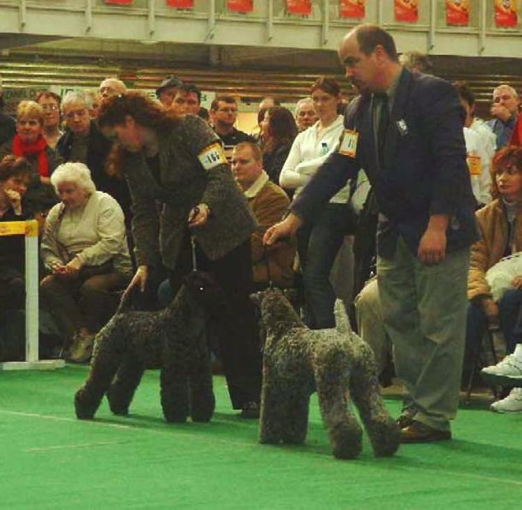 Kerry Blue Terrier.  Ch. Glenfitor Clodagh At Edbrios. Kerry Blue Terrier.  Ch. Glenfitor Clodagh At Edbrios.