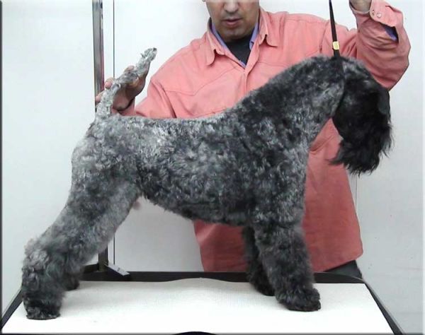 Kerry Blue Terrier. Luz de Luna de La Cadiera.  Kerry Blue Terrier. Luz de Luna de La Cadiera.