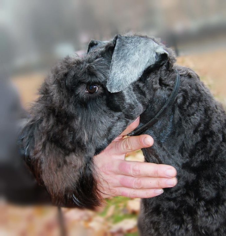 Kerry Blue Terrier. La Cadiera Fenomeno Azul.