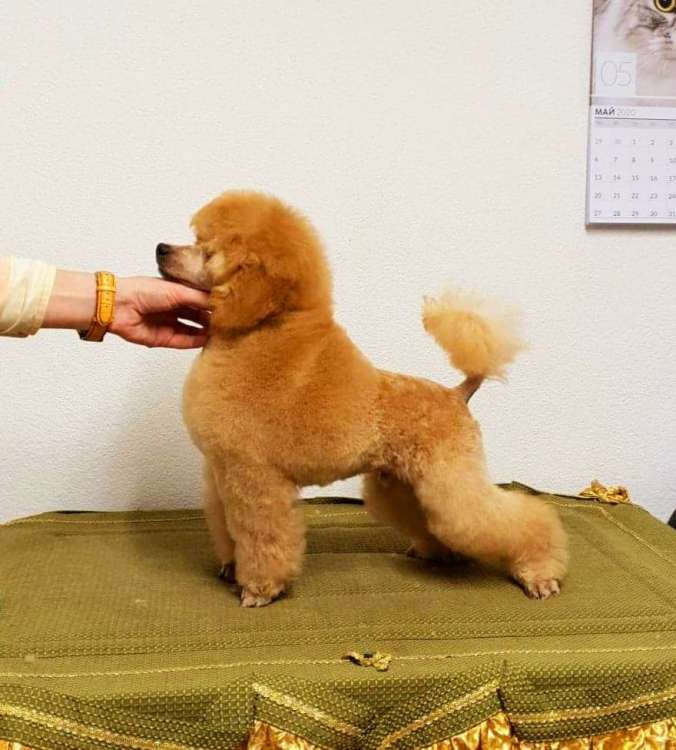 Caniche. Heraklion Tesoro Di Mauro.