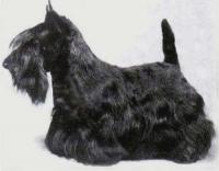 Scottish Terrier. Feregait Ignatious Bean.