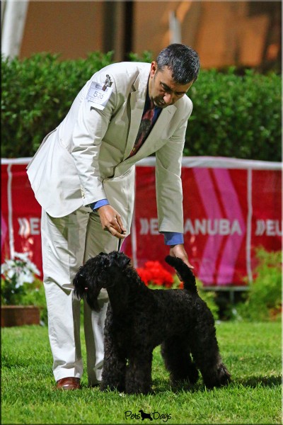 Kerry Blue Terrier.  Ch. La Cadiera Geisha.