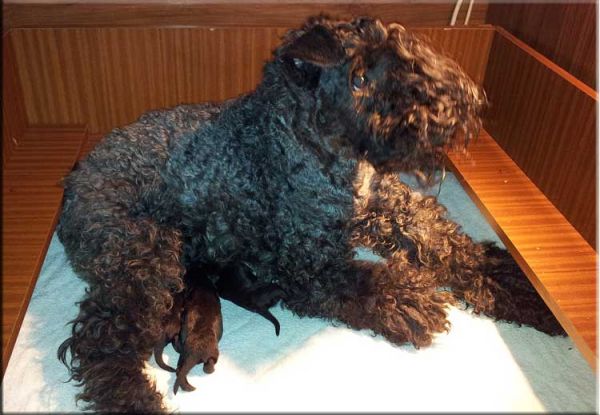 Kerry Blue Terrier. Camada 3D. 