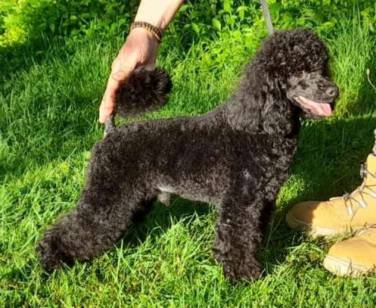 Caniche. La Cadiera Kimbal.