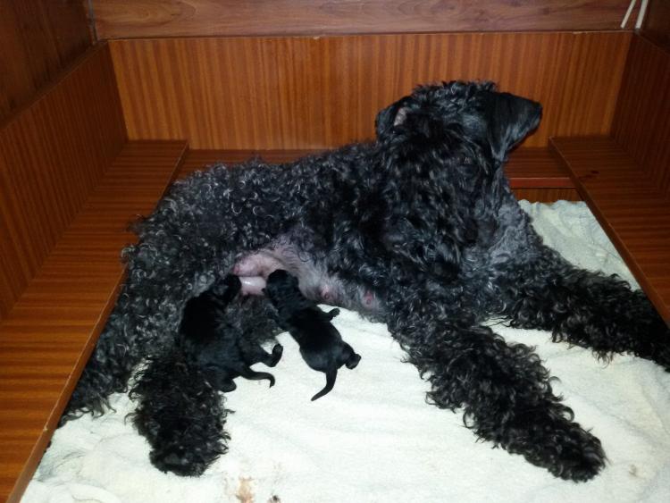 Kerry Blue Terrier. Camada 3H recíen nacida.