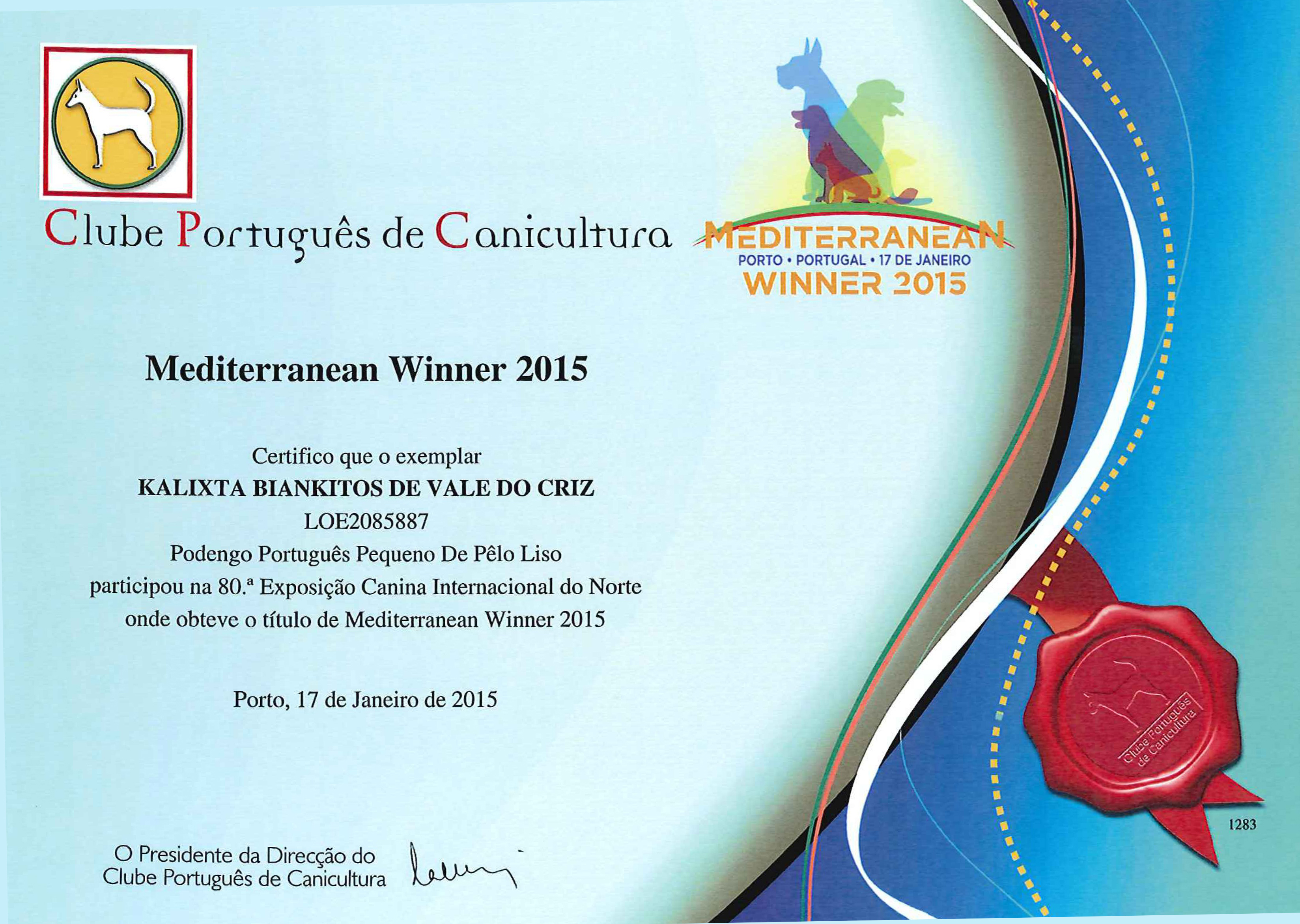 Podenco Portugués.  Ch. Kalixta Biankitos de Vale do Cruz.