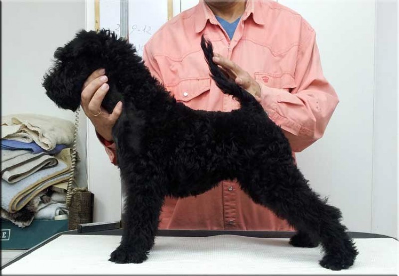 Kerry Blue Terrier. La Bellucci de La Cadiera. Kerry Blue Terrier. La Bellucci de La Cadiera.