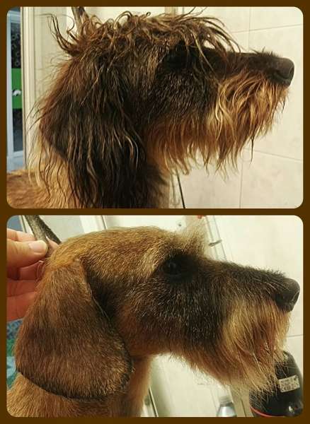 Trabajo con Teckel de pelo duro.