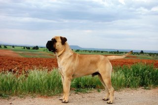 Bullmastiff. Casimiro De Tras La Luna. Bullmastiff. Casimiro De Tras La Luna.