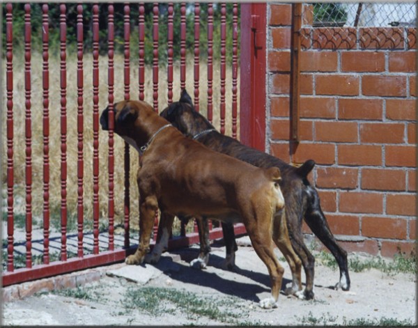 Caniche. Boxer. Popea y Fenix  abuela y madre de Queen.