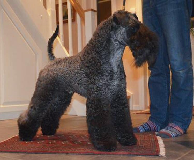 Kerry Blue Terrier.  Ch. Angus de Liott.