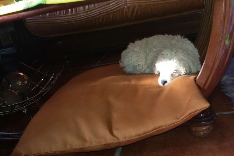 Camada 3J Caniche Enano. Camada 3J. Jon Nieve durmiendo debajo de la mesa.