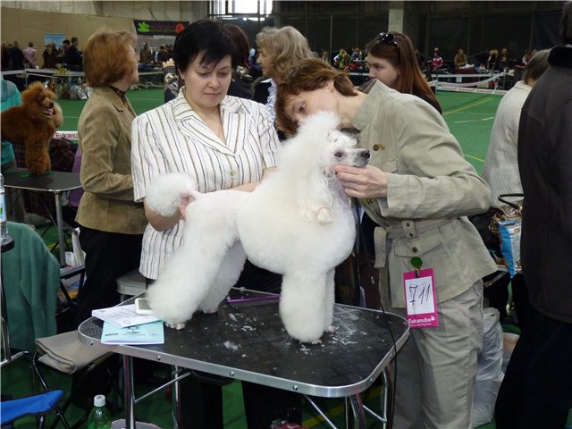 Caniche. Moja Variatsija Koroleva Shanteklera. Caniche. Moja Variatsija Koroleva Shanteklera.