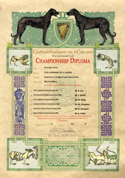 Kerry Blue Terrier.  Irish Ch. El Virginiano de La Cadiera. Kerry Blue Terrier.  Irish Ch. El Virginiano de La Cadiera.