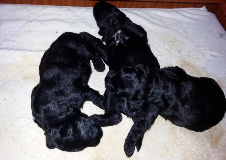 Kerry Blue Terrier. Camada 3H con 2 semanas.