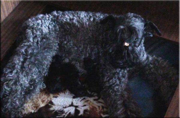 Kerry Blue Terrier. Camada 2W. 