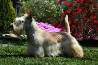 Scottish Terrier.  Ch. Arabella`s King Of Magic.