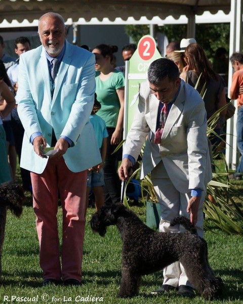 Kerry Blue Terrier. Ch. La Cadiera Estela Plateada. .