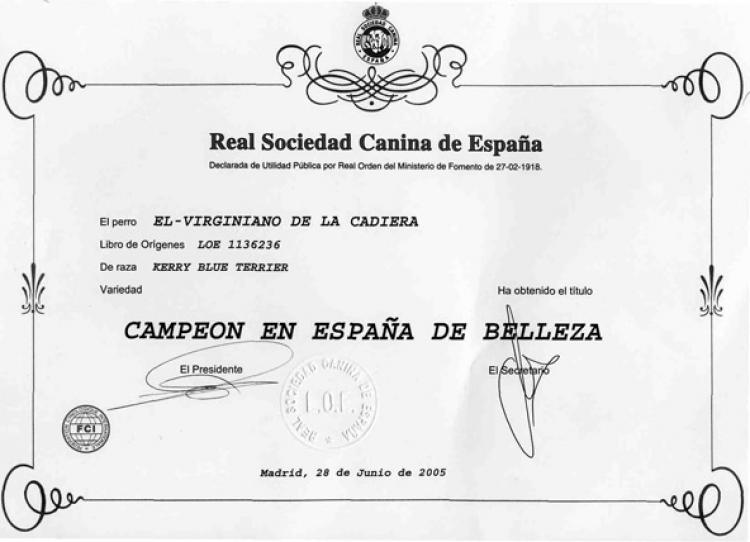 Kerry Blue Terrier.  Spain Ch. El Virginiano de La Cadiera. Kerry Blue Terrier.  Spain Ch. El Virginiano de La Cadiera.