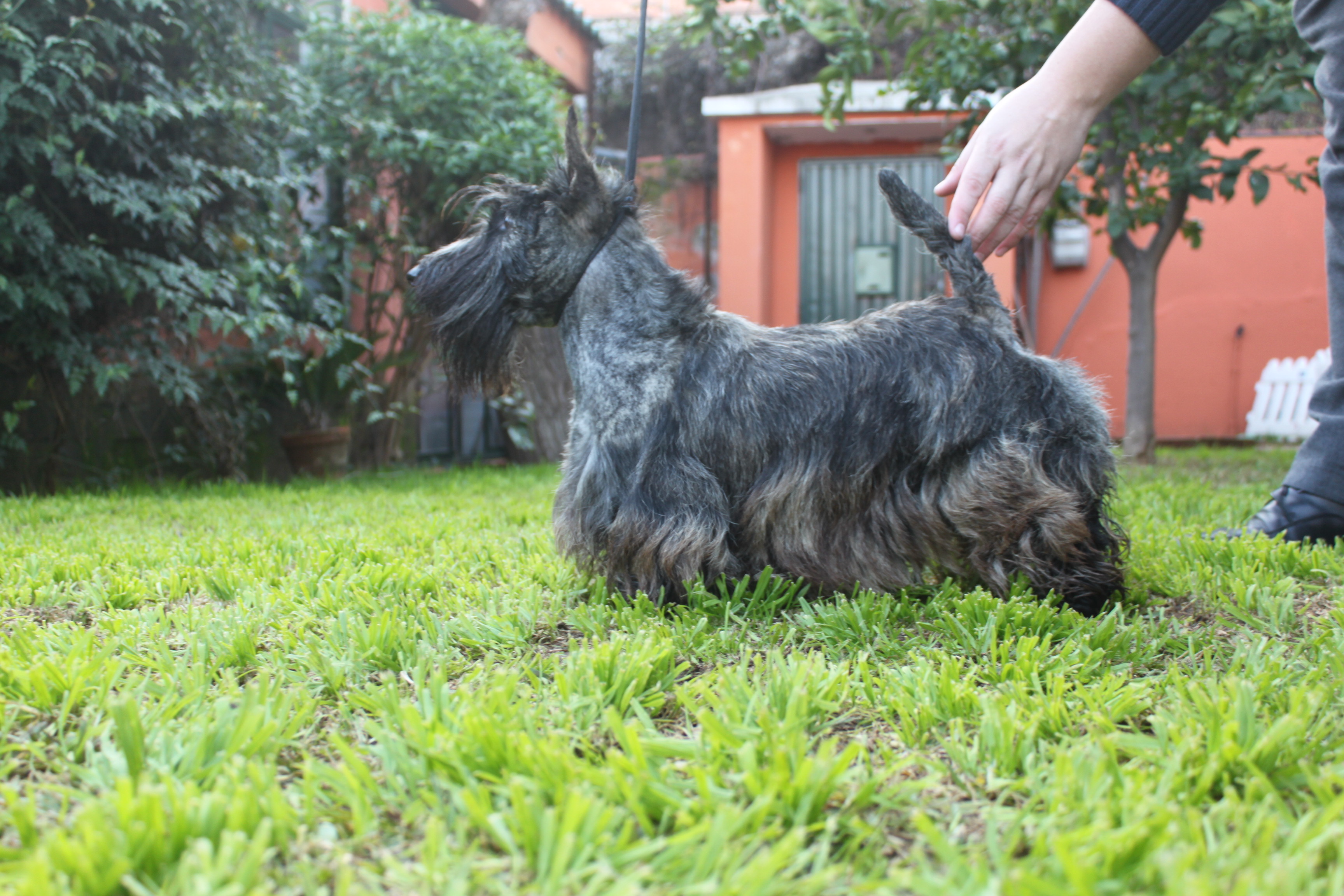 Scottish Terrier.  Ch. Lady Pandora De Treysas.