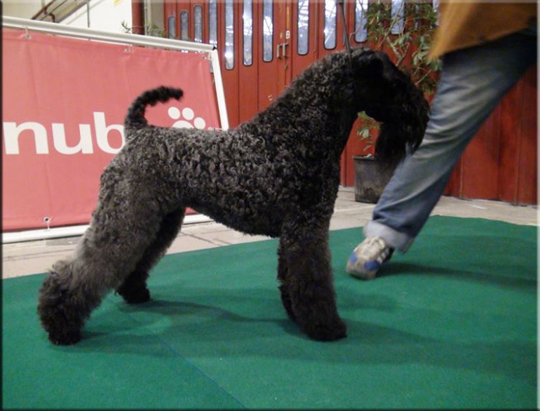 Kerry Blue Terrier. Ch. Yo Soy Saraoz de La Cadiera. Exc. 1ra - C.A.C. - C.A.C.I.B. - BOB. 