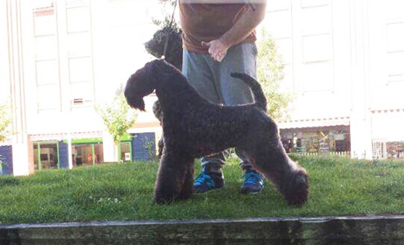 Kerry Blue Terrier. Zarazushtra de La Cadiera posado por Rober.