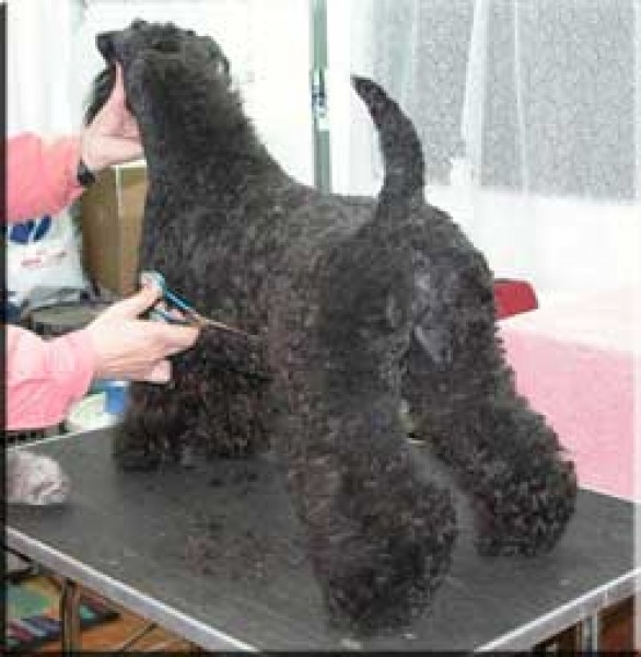 Kerry Blue Terrier.