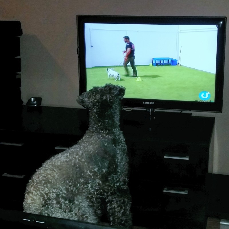 Kerry Blue Terrier. Ekstrim Show Norway de La Cadiera. Kerry Blue Terrier. Ekstrim Show Norway de La Cadiera.