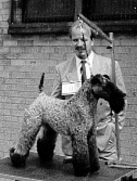 Kerry Blue Terrier. Louisburgh Coismeig Mor