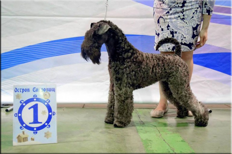 Kerry Blue Terrier. La Cadiera Fenomeno Azul. Junior Champion. 