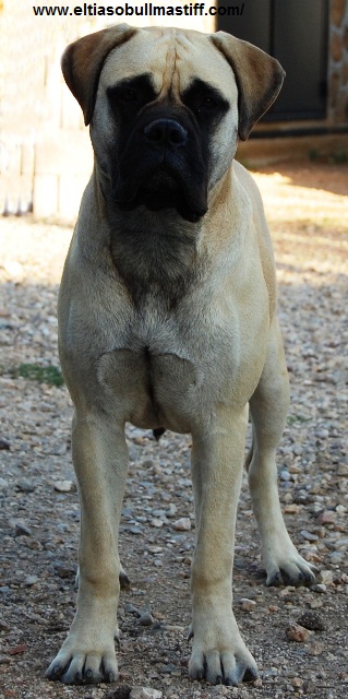 Bullmastiff. Tuffnell Lady Hawk.