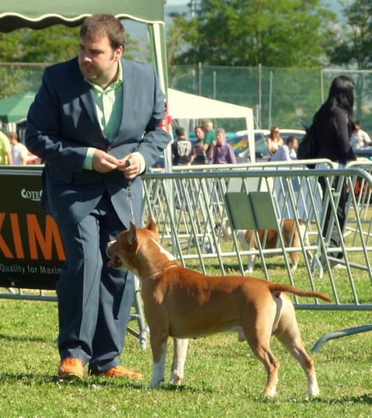 American Staffordshire Terrier.