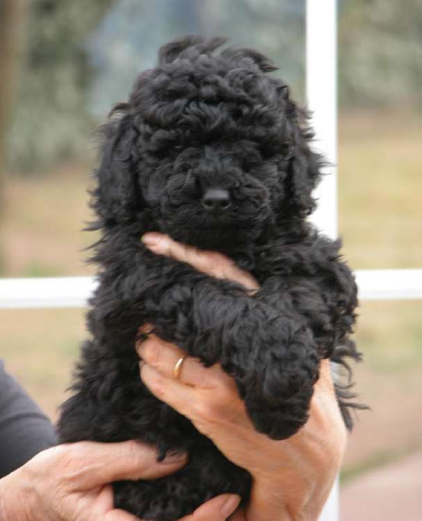 Caniche. Camada 3N. La Cadiera Nicodemo con 6 semanas.