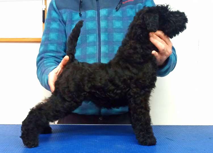 Kerry Blue Terrier. Camada 3P. La Cadiera Perseida. 2 meses.