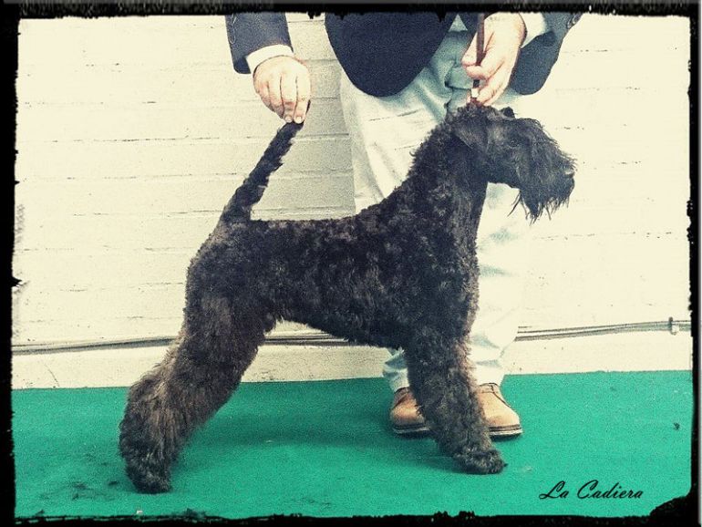 Kerry Blue Terrier. Ch. La Cadiera Estela Plateada. Exc. 1 - CCJ - BOB. 