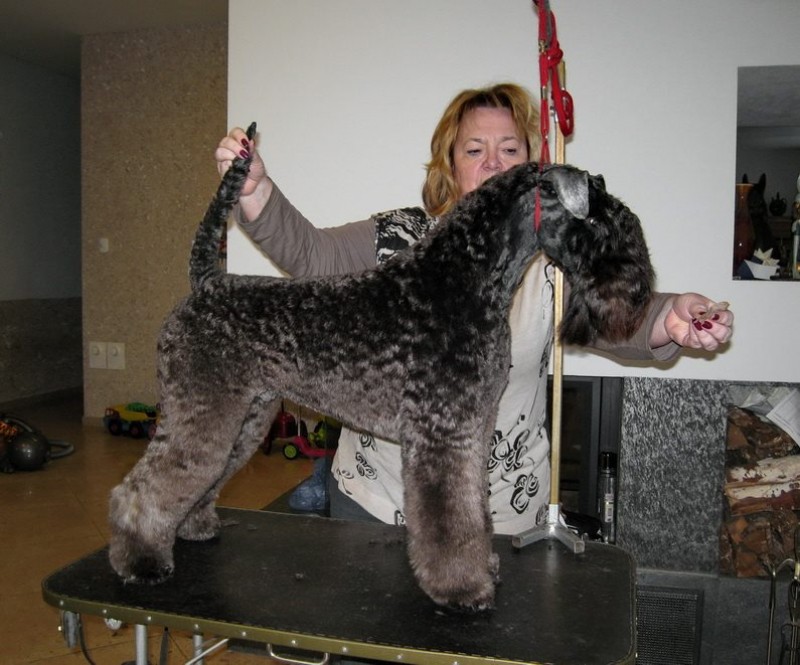 Kerry Blue Terrier. La Cadiera Fenomeno Azul.
