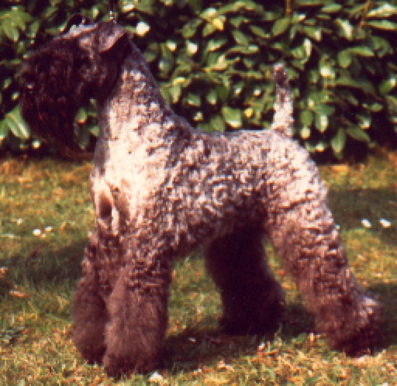 Kerry Blue Terrier. Multi Ch. Louisburgh Tur Ceatha