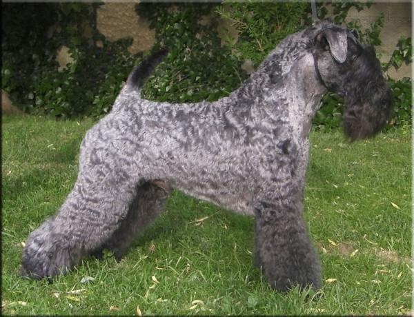Kerry Blue Terrier. Multi Ch. Vin Diesel de La Cadiera