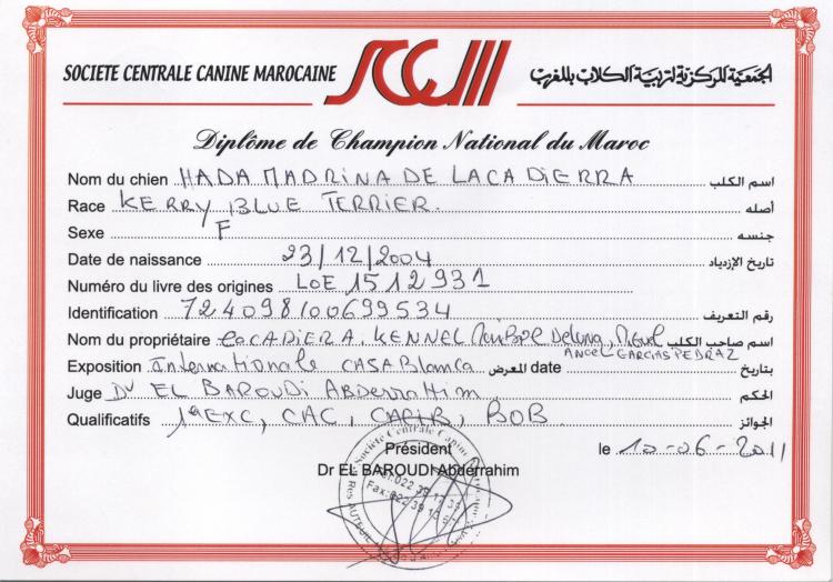 Kerry Blue Terrier.  Morocco Ch. Hada Madrina de La Cadiera. Kerry Blue Terrier.  Morocco Ch. Hada Madrina de La Cadiera.