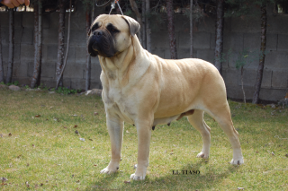 Bullmastiff.  Ch. Gea De Car. Bullmastiff.  Ch. Gea De Car.