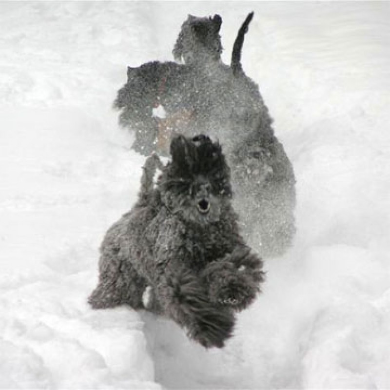 Kerries jugando en la nieve